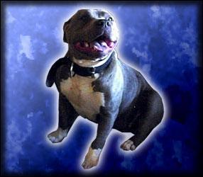 pitt bull